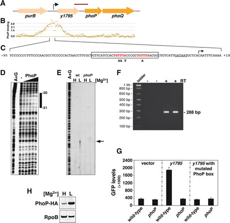 The Phop And Phoq Genes Are Part Of A Phop Activated Three Gene Operon