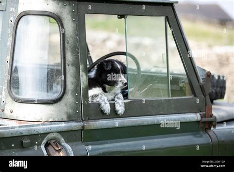 Working Sheepdog and Puppies Stock Photo - Alamy