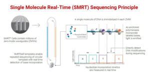 Pacbio Sequencing Principle Steps Types Uses Diagram