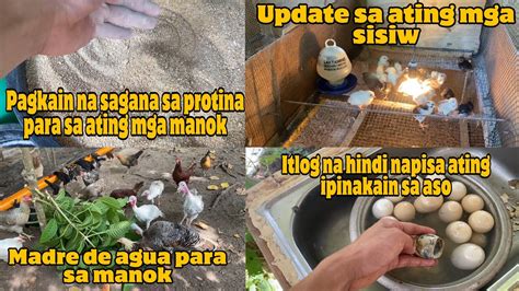 Pagkain Na Sagana Sa Protina Para Sa Ating Manok Youtube