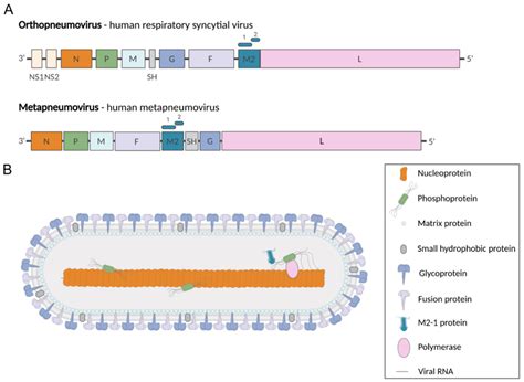 Pneumoviridae Genomes And Virion A Genome Organization Of