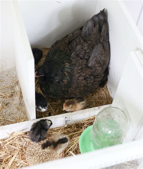 How To Care For A Broody Hen And Her Chicks Green Willow Homestead