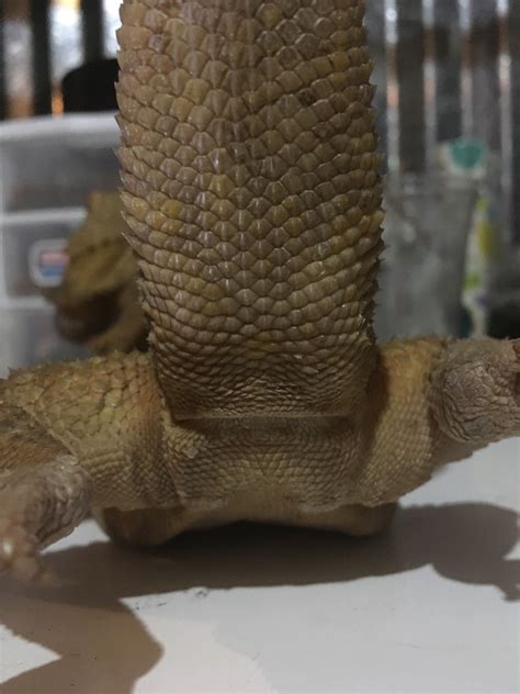 Sexing Bearded Dragons Album On Imgur