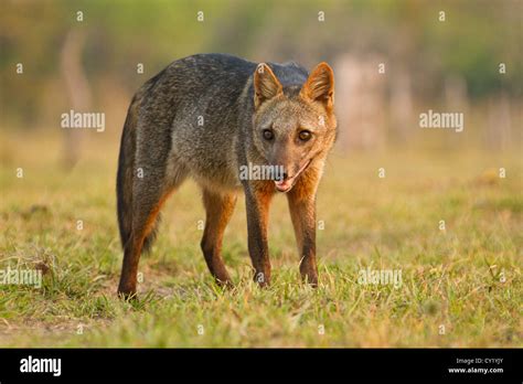 Crab Eating Fox Cerdocyon Thous Stock Photo Alamy