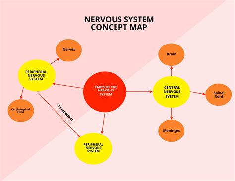 Xmind Share Autonomic Nervous System Mind Map Nervous System Images