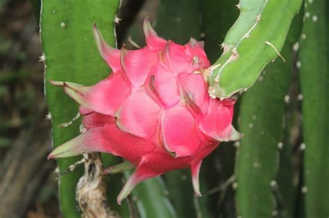 Dragon Fruit Plant Care » Keeping It Happy & Healthy