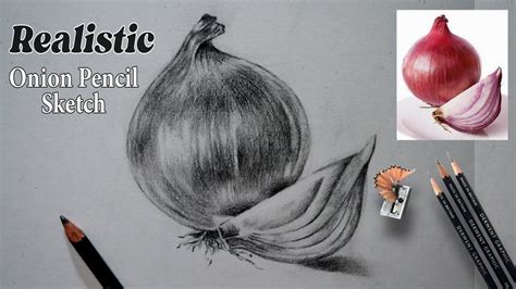 How To Draw A Realistic Onion Realistic Onion Drawing In Pencil