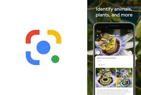 How To Identify Plants Trees With Android Ios