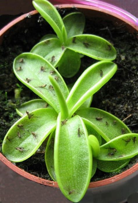 Carnivorous Butterwort Plant Pinguicula Primuliflora 2 Pot