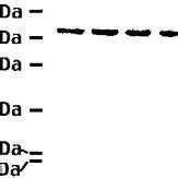 10 SDS PAGE Of GST Csk WT And Selected Mutants 3 G Of Each Protein