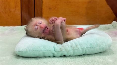 O M G Poor Newborn Baby Monkey Tong Tong Crq Close Eyes Look So Worry