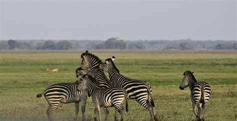 5 Best Wildlife National Parks in Zambia - Safari Destinations