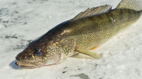 Can You Eat Sauger? - Fishmasters.com