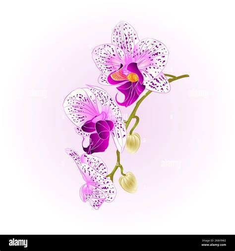 Purple And White Orchid Stem Phalaenopsis Beautiful Flower Vintage