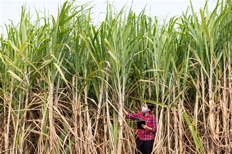 A Step By Step Guide To Sugarcane Farming