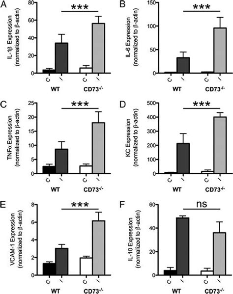 Tissue Resident Ecto 5′ Nucleotidase Cd73 Regulates Leukocyte