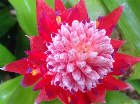 Bromeliad | Bromeliads, Most beautiful flowers, Flowers