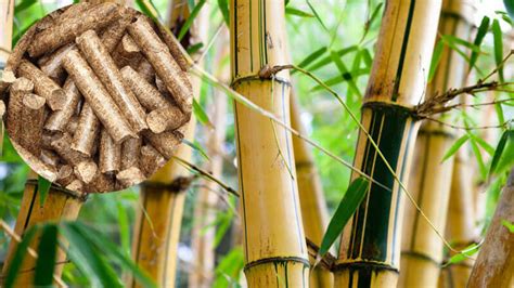 Why Choose Bamboo To Produce Biomass Pellets