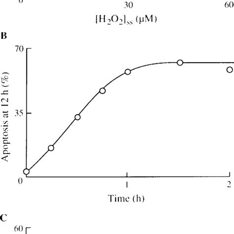 Induction Of Apoptosis By H 2 O 2 Cells Were Exposed To Different H 2