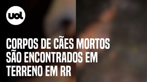 Dezenas de corpos de cachorros mortos são encontrados jogados em