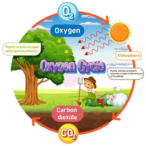 Free Vector Oxygen Cycle Diagram For Science Education