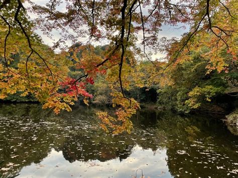 色づき始める震生湖の紅葉 はだの旬だより 秦野の観光情報サイト