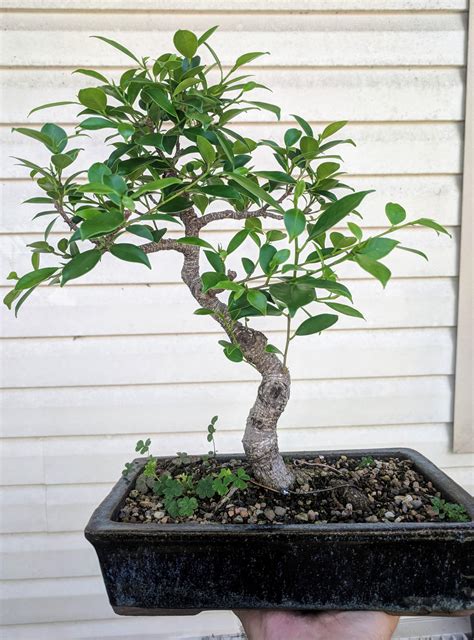 Ficus 5 Weeks After Defoliation Heavy Pruning R Bonsai