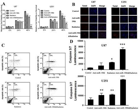 Downregulation Of Mir 196b Promotes Glioma Cell Sensitivity To