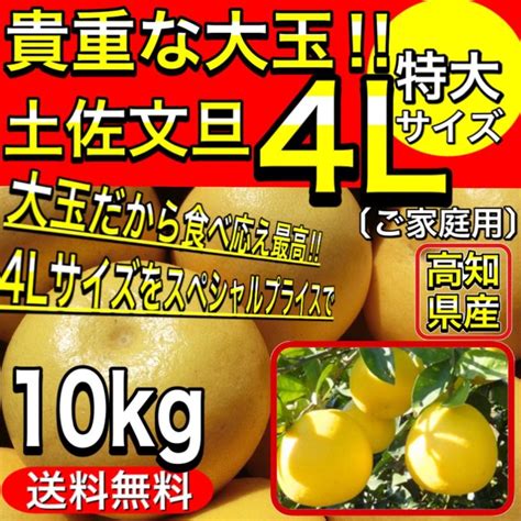 文旦 高知 土佐文旦 貴重な4lサイズ 10kg ご家庭用 ぶんたん 露地土佐文旦 訳あり Buntan10 高知土佐文旦のお店よさ