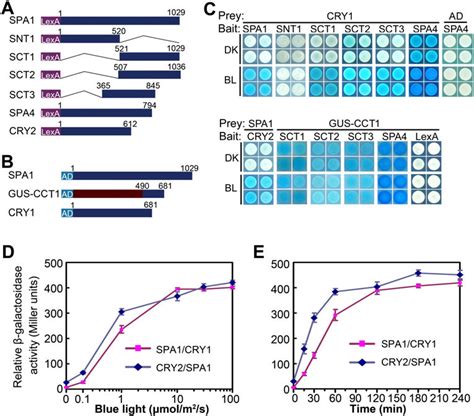 CRY Interacts With SPA In A Blue Light Dependent Manner In Yeast Cells