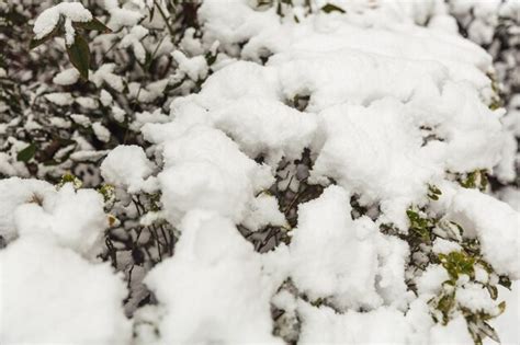 Neve branca em galhos de árvores nuas em um dia de inverno gelado de