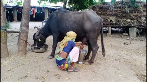 Buffalo Milking Village Life Vlogs Safar Gav Ka Youtube