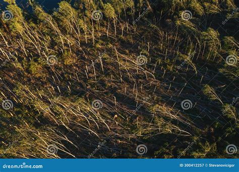 Aerial Shot Of Devastated Forest Landscape After Supercell Storm In Summer Drone Pov Shot Of