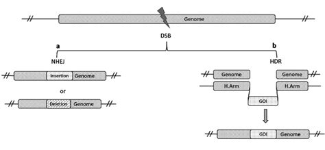 A schematic presentation of the double-strand break (DSB) repair. a ... 