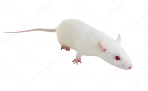 Laboratory white rat Strain Sprague Dawley — Stock Photo © Irin717 ...