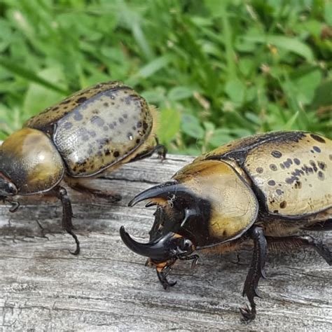 Discover Eastern Hercules Beetle: Lifecycle, Diet, Facts, and More ...