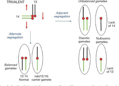 Figure From Uniparental Disomy In Robertsonian Translocations