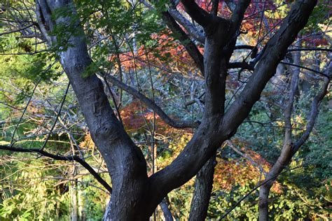 Kamakura Gu Kamakura Kanagawa Japan Patryk Antkiewicz Flickr