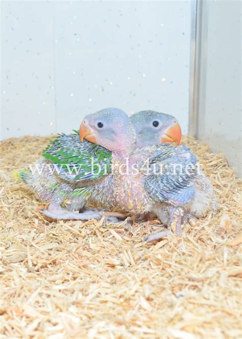 alexandrine parrot baby feeding