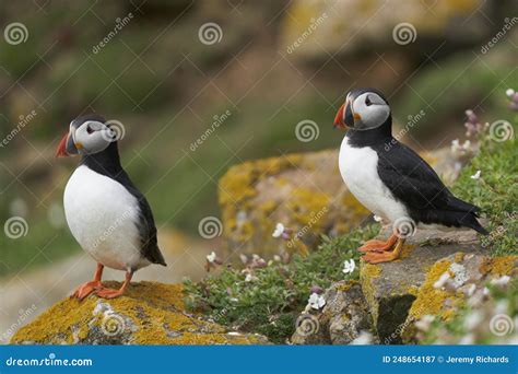 Atlantic Puffins on Great Saltee Island, Ireland. Stock Image - Image ...