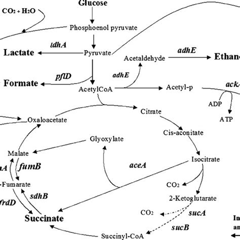 Simplified Metabolic Map Of E Coli Showing Key Metabolites And