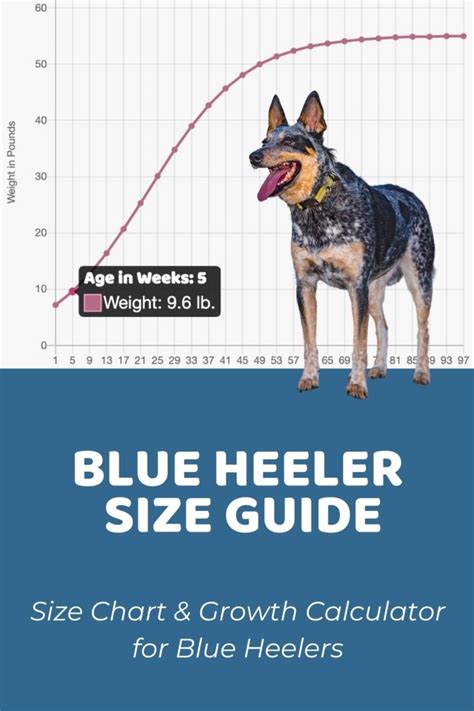 Interactive Blue Heeler (Australian Cattle Dog) Growth Chart and ...