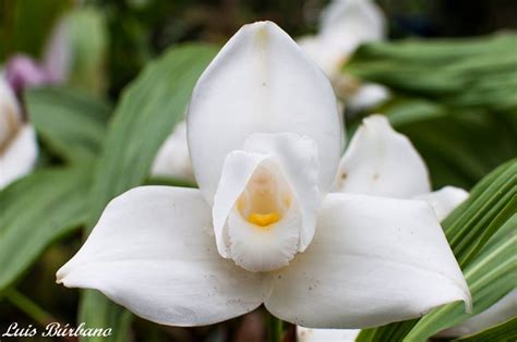 La Monja Blanca, flor nacional de los guatemaltecos - Solo lo mejor de Guatemala