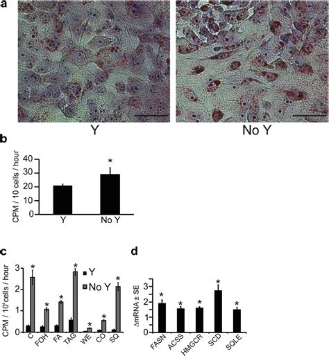 Selective Rho Kinase Inhibitor Allows For Expansion Of Human Primary