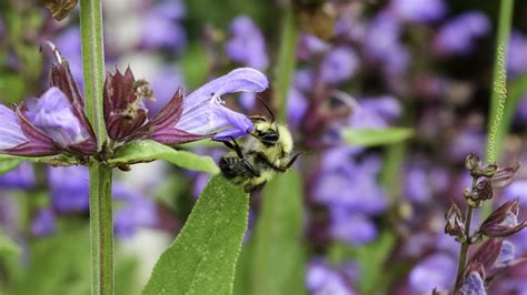 Buzzworthy Bites A Culinary Garden Safari Oceans Bliss