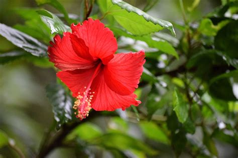 Hibiskus Blomst Rød Hibiscus Gratis foto på Pixabay Pixabay