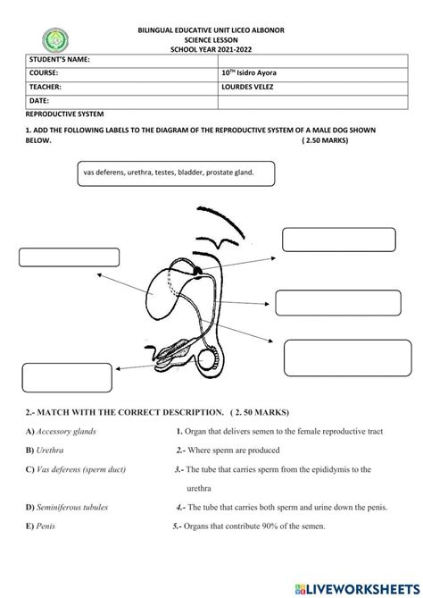 Male And Female Reproductive System Interactive Worksheet Live Worksheets