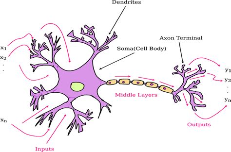 Anatomy Of A Biological Neuron Showing Input And Output Structures