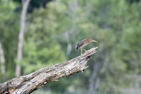 Free Images Nature Branch Wildlife Green Beak Fauna Canada