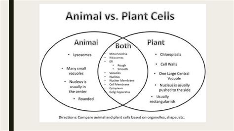 Comparing Stocks And Mutual Funds With A Venn Diagram Worksheet